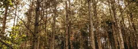forest