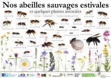 Abeilles été