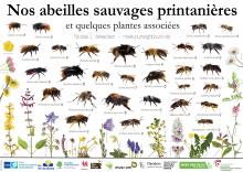 Abeilles printemps