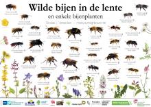 Bijen Lente